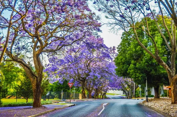 Mor mavi jakaranda mimozomları Johannesburg sokaklarında ekim ayında Güney Afrika 'da çiçek açarlar.
