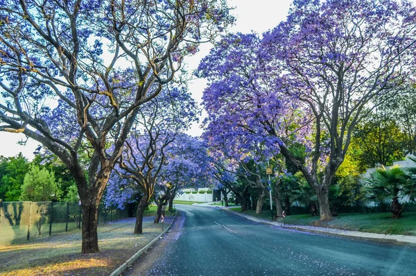 Purple blue Jacaranda mimosifolia bloom in Johannesburg streets during spring in October in South Africa — Stock Photo, Image