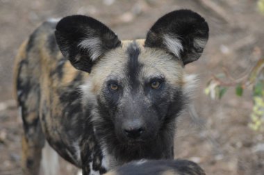 Kruger Milli Parkı'nda afrikalı vahşi köpek portresi
