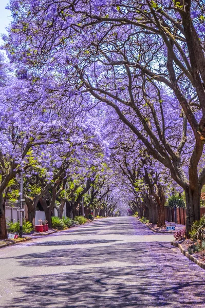 Fialová modrá Jacaranda mimosifolia květ v ulicích Pretoria během jara v říjnu v Jižní Africe — Stock fotografie