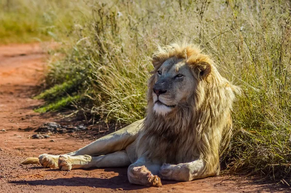 Grande orgulho leão branco africano na reserva natural de Rinoceronte e leão na África do Sul — Fotografia de Stock