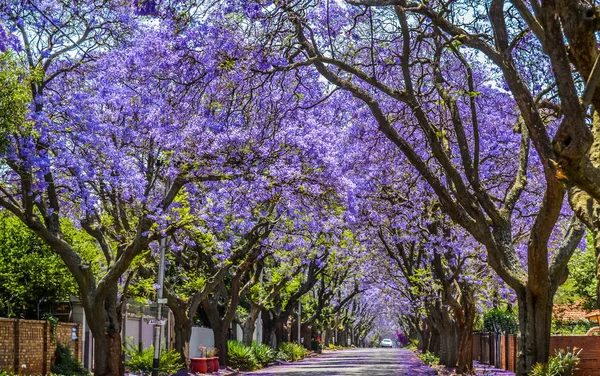 Fialová modrá Jacaranda mimosifolia květ v Johannesburgu a Pretoria ulici během jara v říjnu v Jižní Africe — Stock fotografie