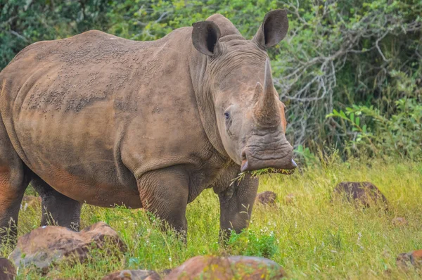 Muž býk roztomilý White Rhino nebo nosorožce v game reserve v tak — Stock fotografie