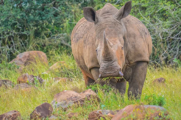 Мужчина прелестный белый носорог или носорог в игровом резерве в Со — стоковое фото