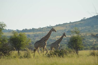 Bushveld bir oyun yedek otantik gerçek Güney Afrika safari deneyimi