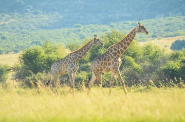 Bushveld bir oyun yedek otantik gerçek Güney Afrika safari deneyimi