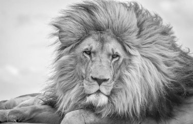 Güney Afrika Safari sırasında görkemli genç kahverengi aslan portre