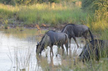 Safari sırasında bir oyun rezerv bir baraj afrika mavi antilop içme suyu