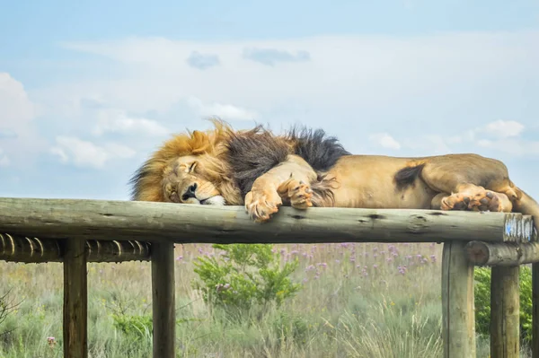 Primer plano de un majestuoso león marrón joven durante un safari sudafricano —  Fotos de Stock