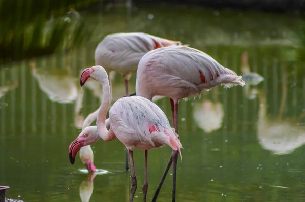 Troupeau et groupe de flamants roses et blancs européens en Afrique du Sud — Photo