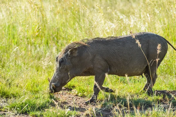 Schattig Afrikaanse warthog in een wildpark in Zuid-Afrika — Stockfoto