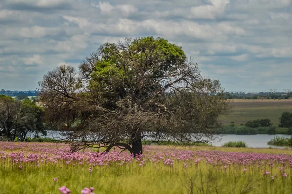 Beautiful Rietvlei nature reserve near Pretoria and Centurion lined with purple pompom weeds (Campuloclinium macrocephalum)root system