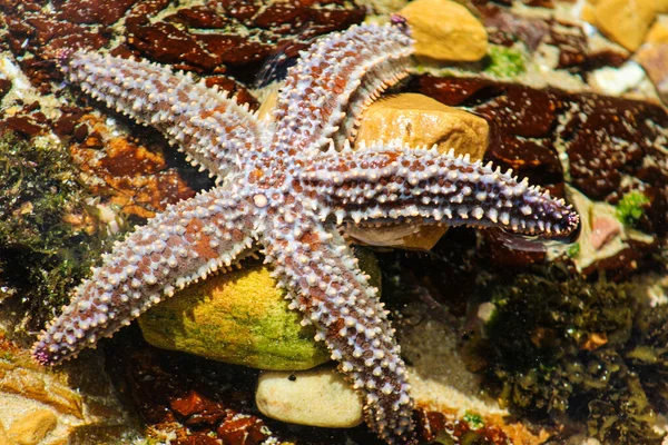 Estrella de mar espinosa o estrella de mar nombre científico Marthasterias glacia —  Fotos de Stock