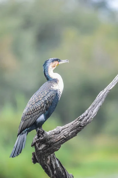 Wunderschöner Weißbrust-Kormoran trocknet seine Flügel in Lake Panik Kruger Südafrika — Stockfoto