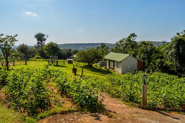 Mulbærblader og plantedyrking på en gård i Sabie Mpumalanga Sør-Afrika – stockfoto