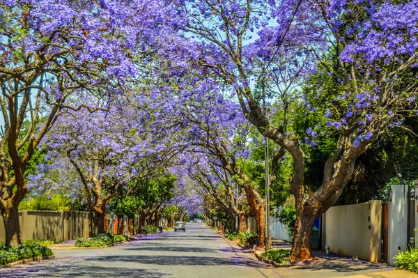 Fialová modrá Jacaranda mimosifolia květ v Johannesburgu a Pretoria ulici během jara v říjnu v Jižní Africe — Stock fotografie