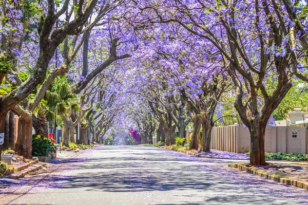 Fialová modrá Jacaranda mimosifolia květ v Johannesburgu a Pretoria ulici během jara v říjnu v Jižní Africe — Stock fotografie