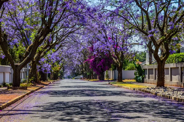 Azul púrpura Jacaranda mimosifolia florecen en Johannesburgo y la calle Pretoria durante la primavera de octubre en Sudáfrica —  Fotos de Stock