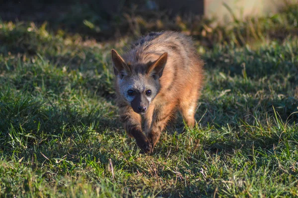 Bat eared fox roaming freely in a Johannesburg game reserve South Africa — Stock Photo, Image