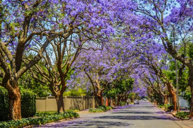 Mor mavi jakaranda mimozomları Johannesburg ve Pretoria caddelerinde ekim ayında Güney Afrika 'da çiçek açarlar.