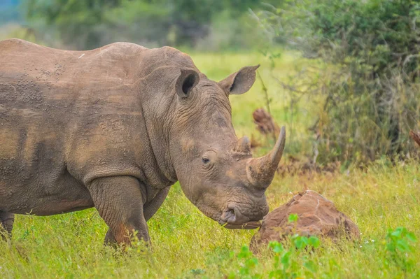 Retrato de toro macho lindo blanco rinoceronte o rinoceronte en grupo — Foto de Stock