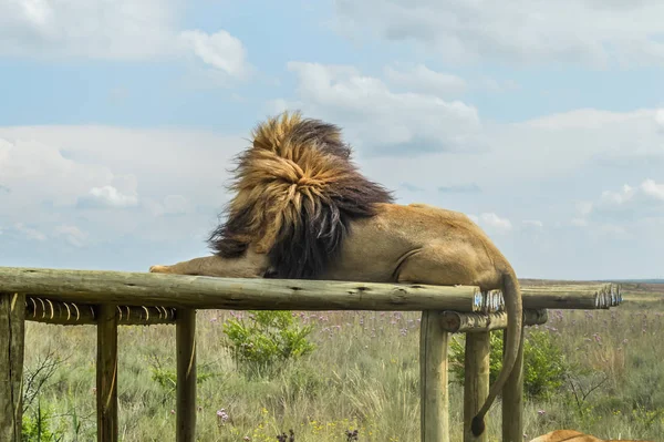 Nahaufnahme eines majestätischen jungen braunen Löwen während einer südafrikanischen Safari — Stockfoto