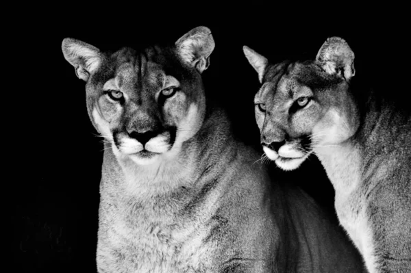 Vértes portréja a fogságban tartott Cougar is ismert, mint a Puma, egy állatkertben, a Dél-afrikai Köztársaság — Stock Fotó
