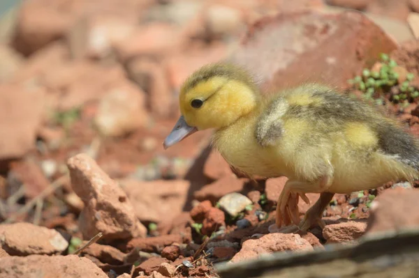 Lindo mullido mallard gosling bebé patito en un estanque de agua — Foto de Stock