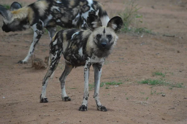 Portrait d'un chien sauvage africain dans le parc national Kruger — Photo