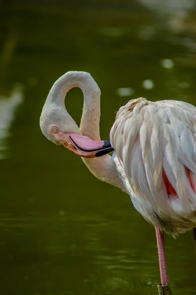 Macro portrait du Flamant rose (phoenicopterus roseus) dans un lac au fond vert en Afrique du Sud — Photo