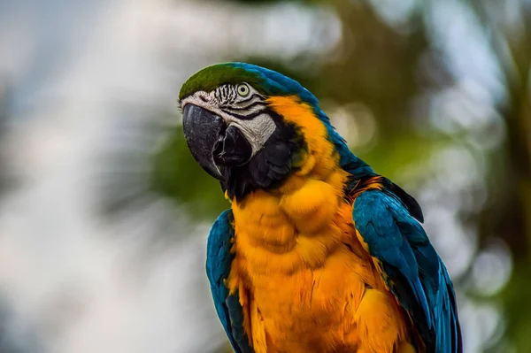 Kék és sárga vagy arany Macaw (Ara arararauna), egy beszélő papagáj egy állatkertben — Stock Fotó