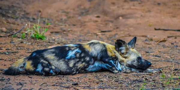 Chien Sauvage Africain Lycaon Pictus Également Connu Sous Nom Chien — Photo