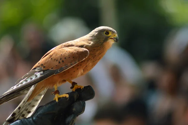 Kestrel Comum Falco Tinnunculus Uma Ave Rapina Retrato Isolado África — Fotografia de Stock