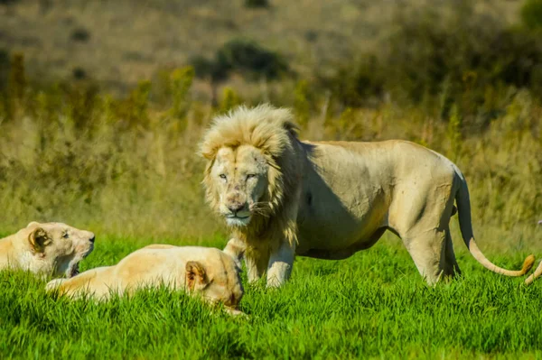 Grote Afrikaanse Witte Leeuw Rhino Leeuw Natuurreservaat Zuid Afrika — Stockfoto