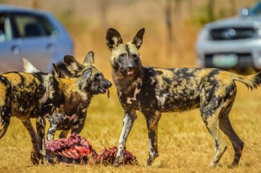 Afrika vahşi köpeği (Lycaon pictus), Afrika av hayvanı veya Afrika boyalı köpeği veya doğal koruma alanında boyanmış kurt olarak da bilinir.