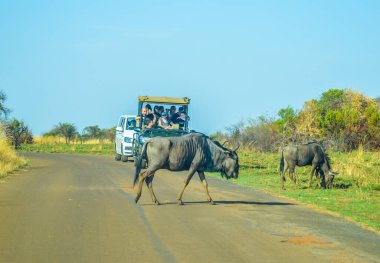 Güney Afrika safari deneyimi oyun ve doğa rezervi