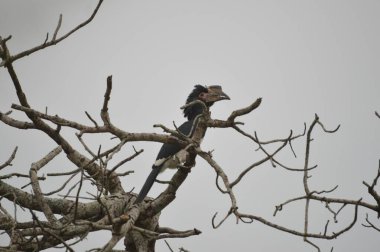 Izole Trompetçi hornbill Umkhuze oyun rezerv Güney Afrika'da bir ağaca tünemiş