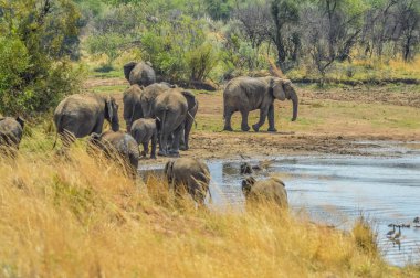 Afrika 'da bir av bölgesinde su içen büyük bir fil sürüsü.