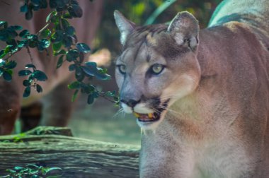 Güney Afrika 'da bir hayvanat bahçesinde Puma ya da panter olarak da bilinen esir bir Cougar' ın portresi