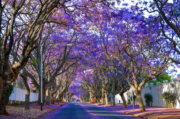 Mor mavi Jacaranda - Güney Afrika 'da Ekim ayı boyunca Johannesburg sokaklarında mimozomlar çiçek açtı