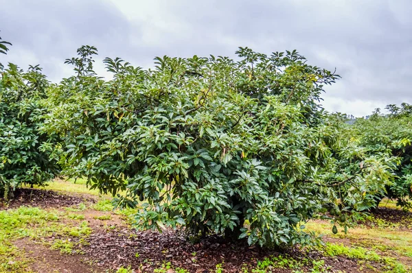 Verse Biologische Groene Hass Avocado Een Boerderij Boom Mpumalanga Zuid — Stockfoto