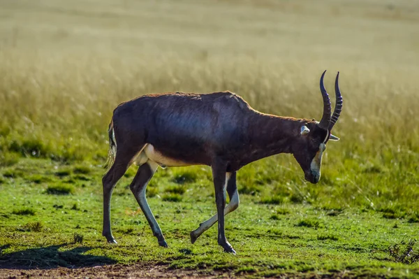 Ritratto Antilope Comune Tsessebe Damaliscus Lunatus Nella Riserva Naturale Johannesburg — Foto Stock