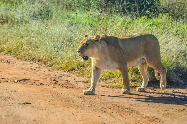 Große Braune Afrikanische Löwin Streift Frei Einem Naturschutzgebiet — Stockfoto