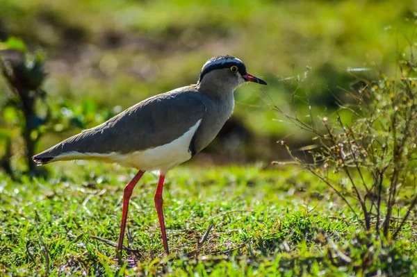 Roztomilé Krásné Korunované Lapwing Pták Během Pozorování Ptáků Rezervaci Zvěře — Stock fotografie