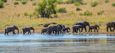 Pilanesberg Milli Parkı 'nda su içen büyük bir fil sürüsü.