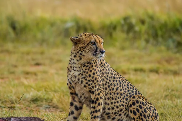 Närbild Porträtt Fläckig Cheetah Sydafrika Spelreservat — Stockfoto