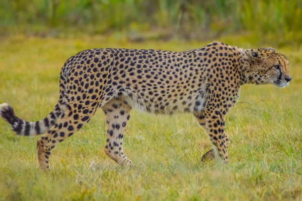 Retrato Cerca Guepardo Manchado Reserva Caza Sudáfrica — Foto de Stock