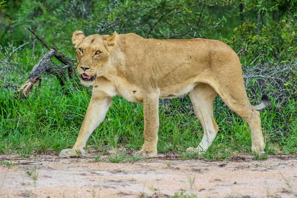 Retrato Una Leona Africana Acechando Arbustos Durante Una Experiencia Safari —  Fotos de Stock