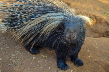 Beyaz dikenli bir hayvanat bahçesinde (Hystrix africaeaustralis) kirpi veya Güney Afrika kirpisi