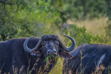 Büyük Afrika bufalosu ya da Syncerus caffer Güney Afrika 'da bir doğa koruma alanında.
